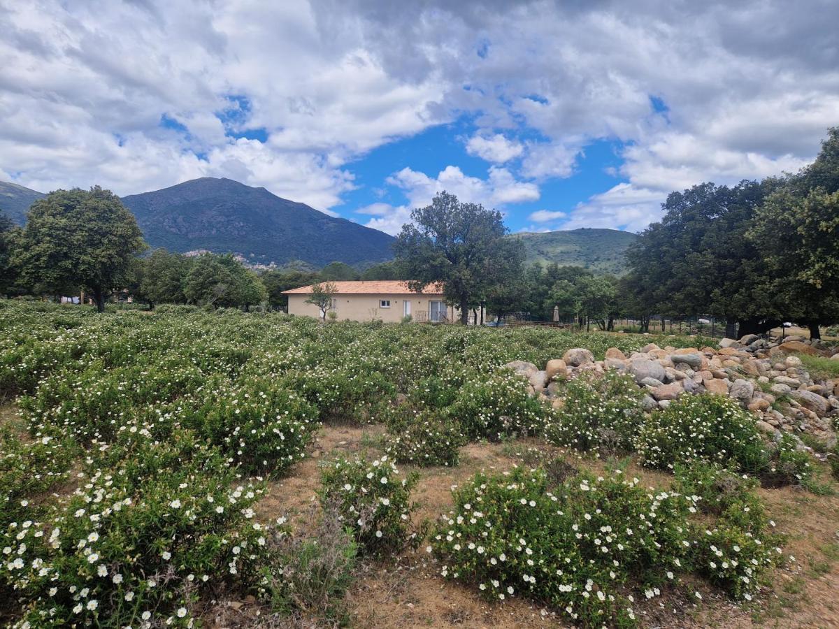 Domaine U Filanciu - Maison Chiara Avec Piscine - Centre Corse Moltifao Luaran gambar